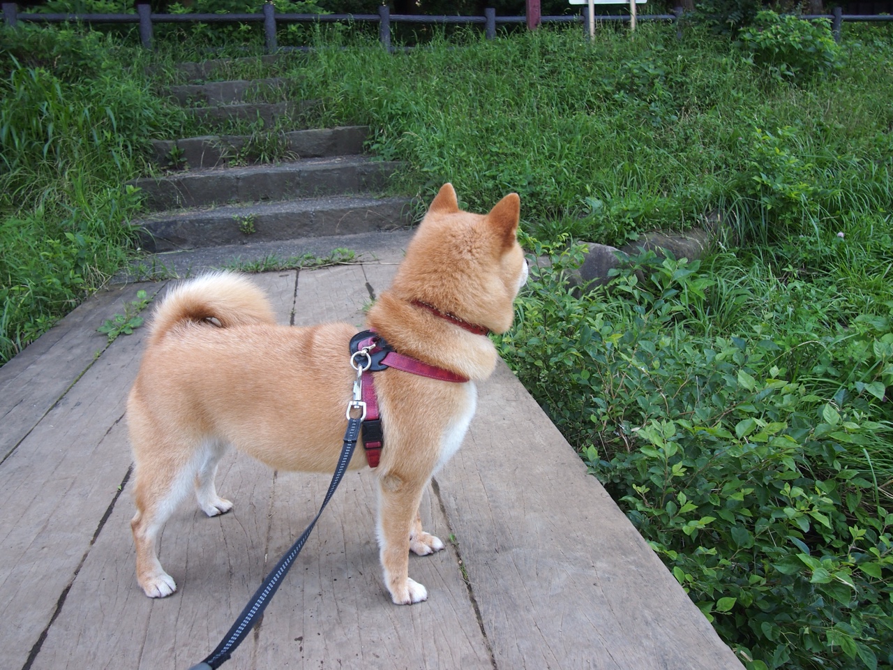 史上最激烈的“团队战术”比拼：谁的配合最令人惊艳？，团队battle