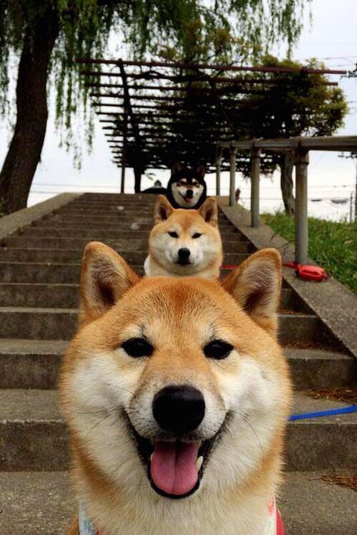 九游app下载中心-_软件引擎的智能体操：科技赋能全民健身_，智能体能训练系统