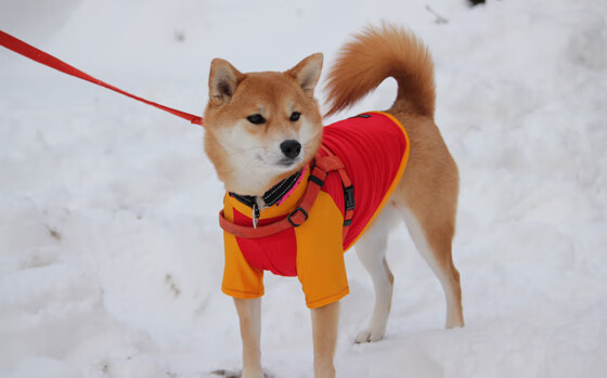 “青训合作项目在全国推广，青少年足球梦想起航”，青少年足球集训