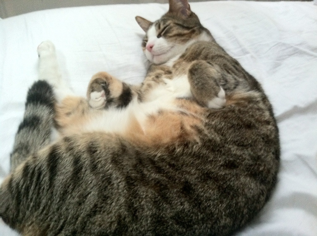 九游app下载中心-【夺冠秘诀】世界冠军谈比赛中最重要的策略，世界冠军是如何炼成的